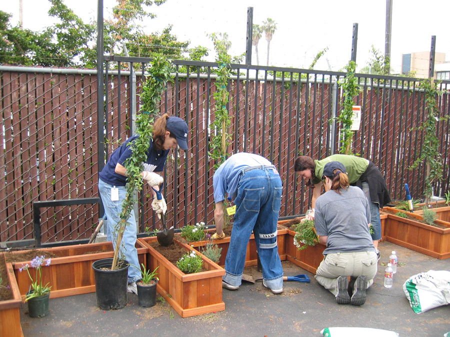 Sony Volunteers, ECF and TreePeople building a garden